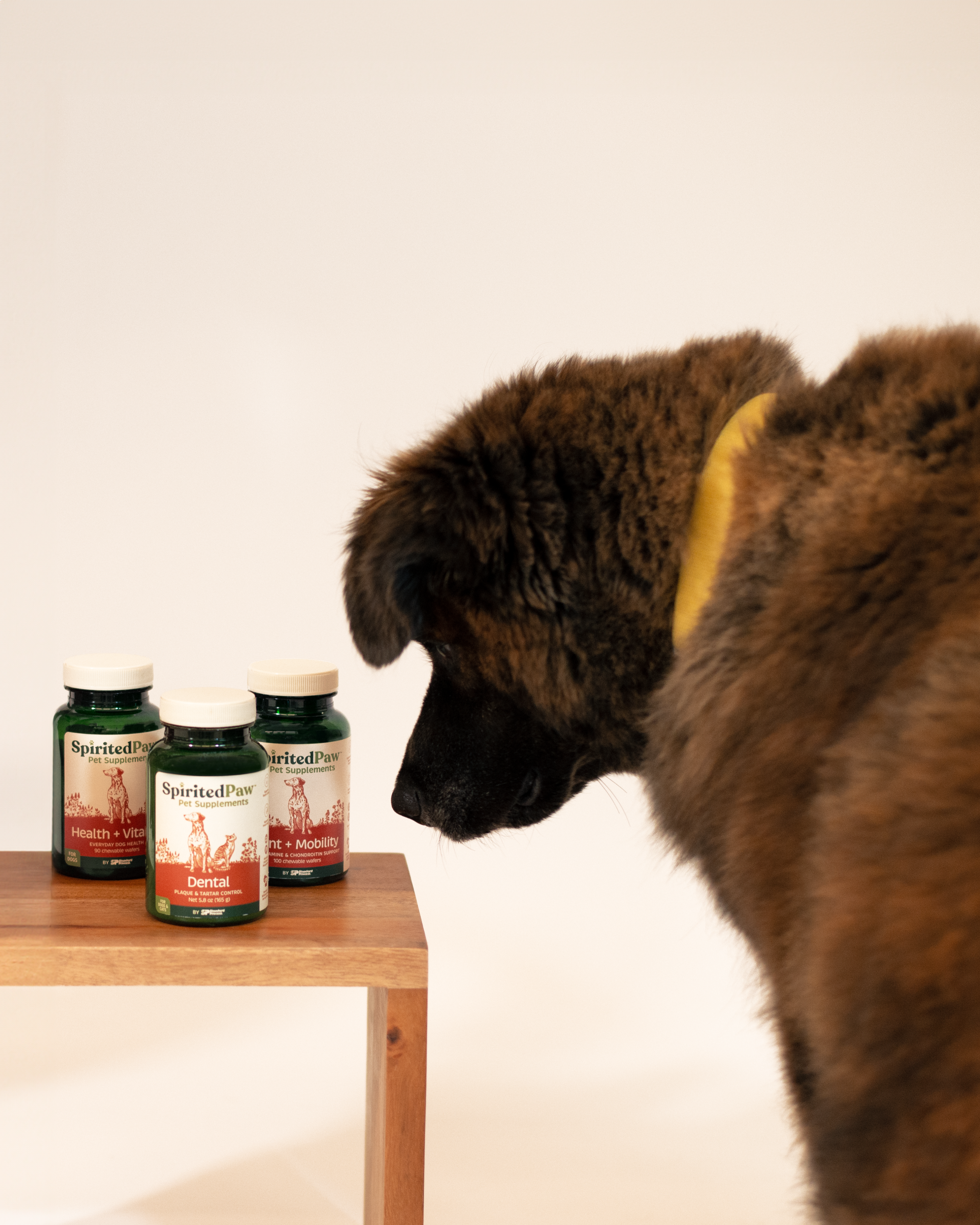 Spirited Paw project showcase