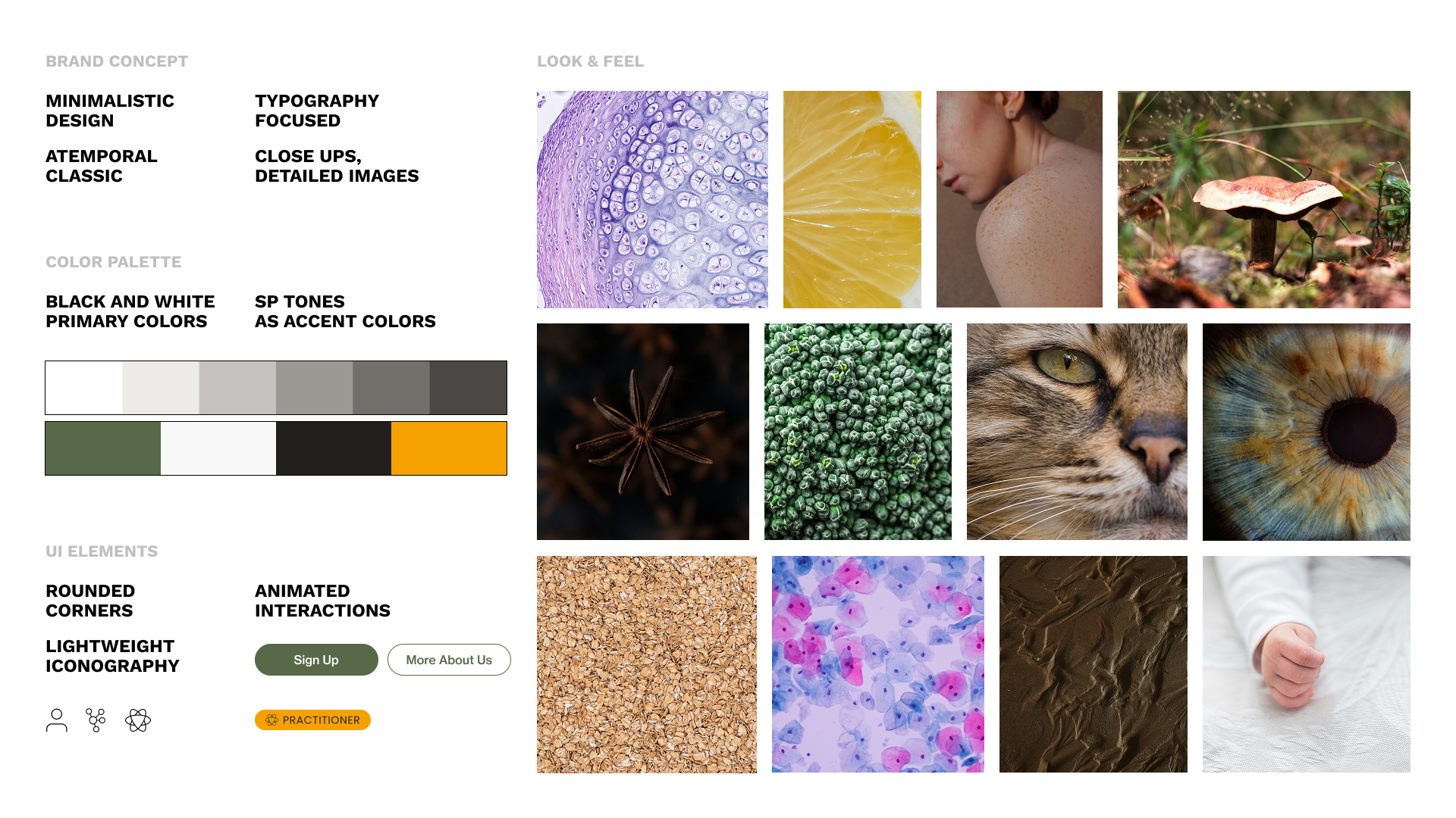 Wholistic Evolution concept board — brand concept, color palette, UI elements, and look and feel